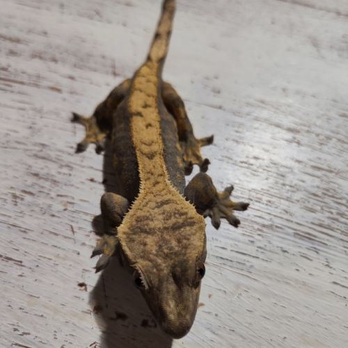 Gecko à crête+terrarium #1