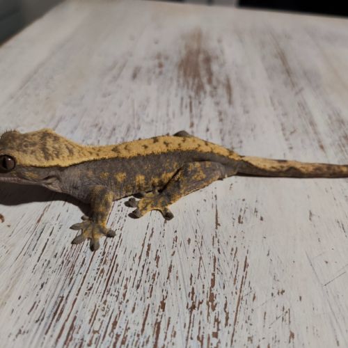 Gecko à crête+terrarium #2