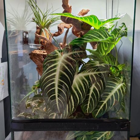 Gecko à crête+terrarium #5