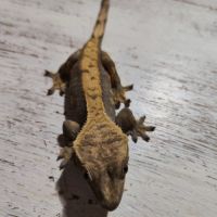 Gecko à crête+terrarium #1