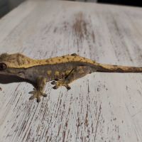 Gecko à crête+terrarium #2