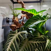 Gecko à crête+terrarium #3