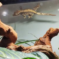 Gecko à crête+terrarium #0