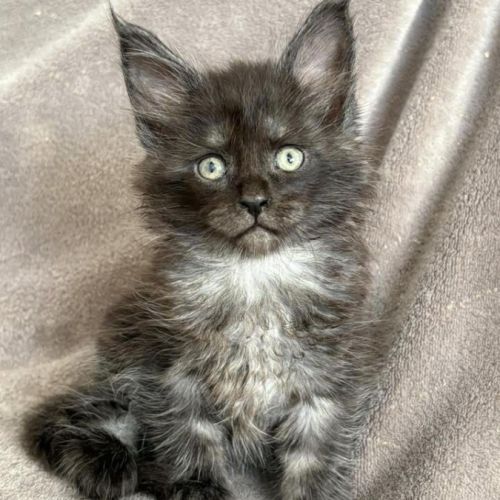 Magnifiques chatons maine coon #0