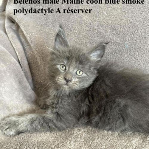 Magnifiques chatons maine coon #2