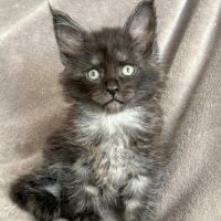 Magnifiques chatons maine coon