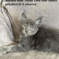 Magnifiques chatons maine coon #2