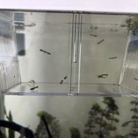 Alvins guppy #3