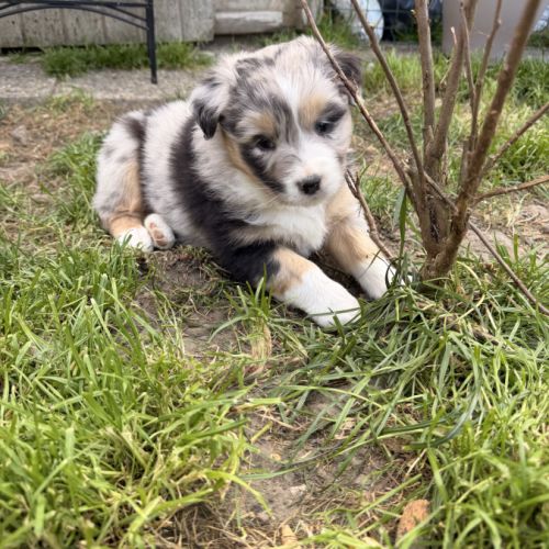 Chiot berger australien #1