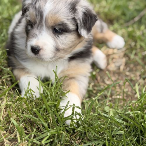 Chiot berger australien #2