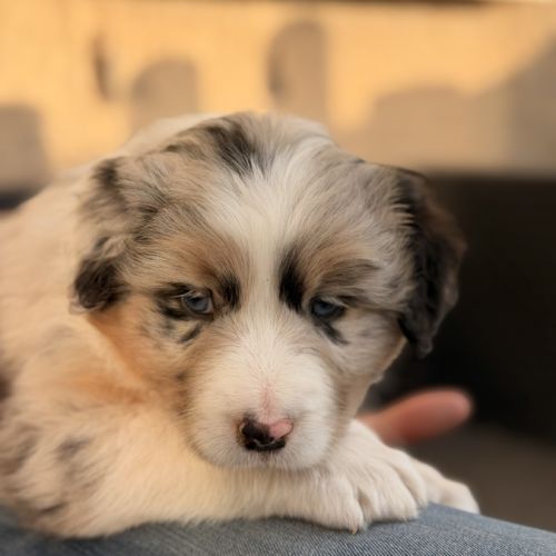 Chiot berger australien #3