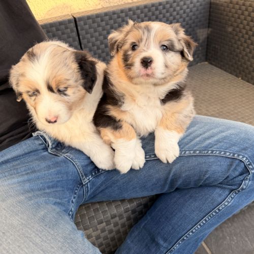 Chiot berger australien #4