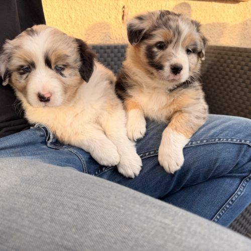 Chiot berger australien #0