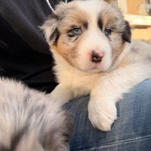 Chiot berger australien #7