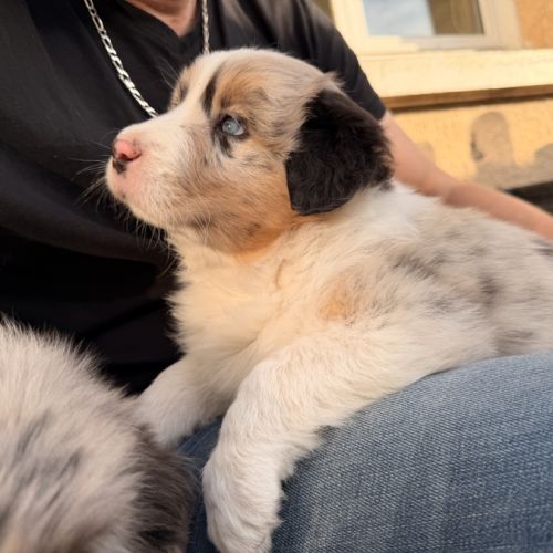 Chiot berger australien #8