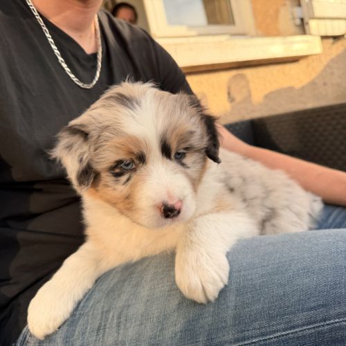 Chiot berger australien #9