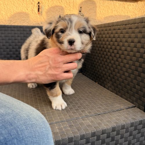 Chiot berger australien #10