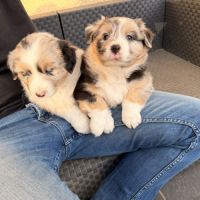 Chiot berger australien #4