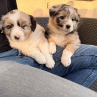 Chiot berger australien