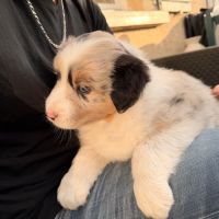 Chiot berger australien #6