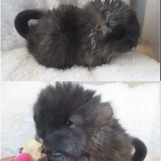 Bébé chinchilla noir angora #1