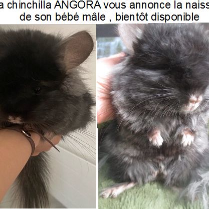 Bébé chinchilla noir angora #0