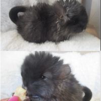 Bébé chinchilla noir angora #1