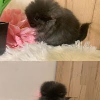 Bébé chinchilla noir angora #2