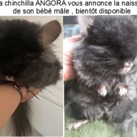 Bébé chinchilla noir angora