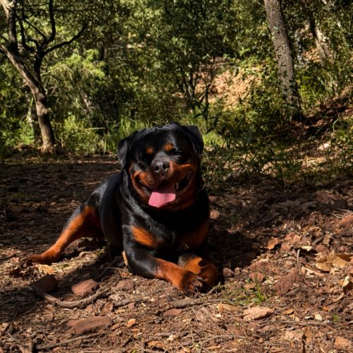 Chiot rottweiler lof a réserver #1