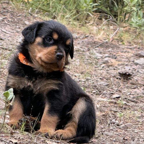 Chiot rottweiler lof a réserver #3