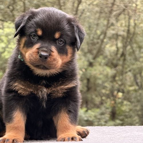 Chiot rottweiler lof a réserver #0