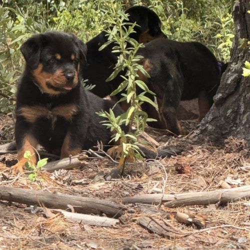 Chiot rottweiler lof a réserver #4