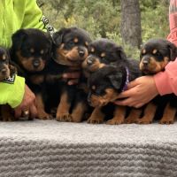 Chiot rottweiler lof a réserver #2