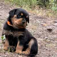 Chiot rottweiler lof a réserver #3