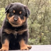 Chiot rottweiler lof a réserver