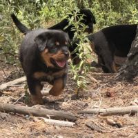Chiot rottweiler lof a réserver
