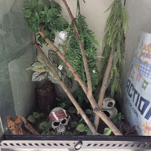 Gecko + terrarium #1
