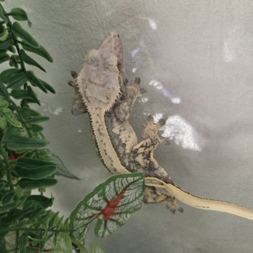 Gecko + terrarium