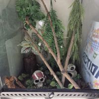 Gecko + terrarium #1