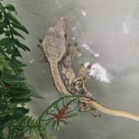Gecko + terrarium
