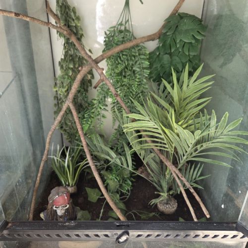 Terrarium+gecko #1