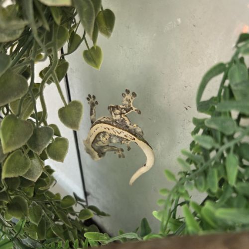 Terrarium+gecko #2