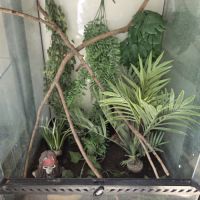 Terrarium+gecko #1