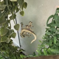 Terrarium+gecko #2