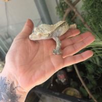 Terrarium+gecko #0