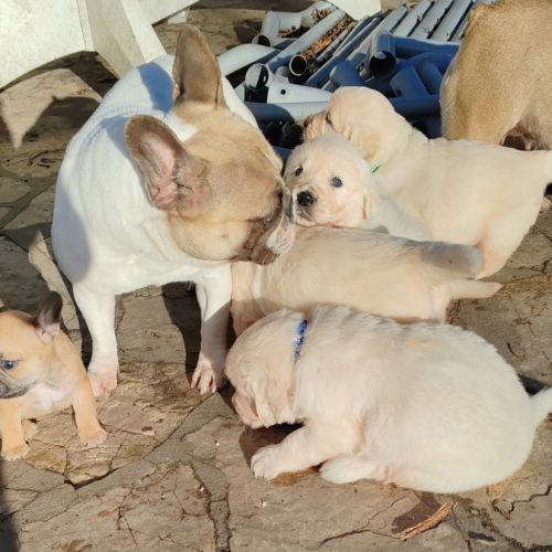 Chiots golden retriever lof #0