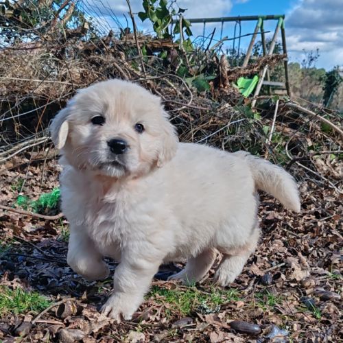 Chiots golden retriever lof #2