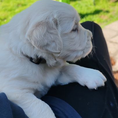 Chiots golden retriever lof #3