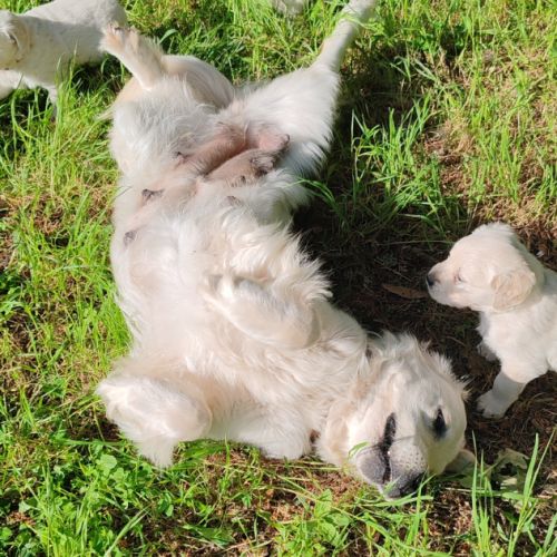 Chiots golden retriever lof #4